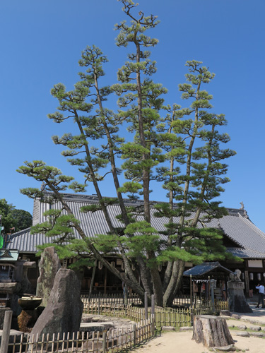 2015miyajima-2.jpg